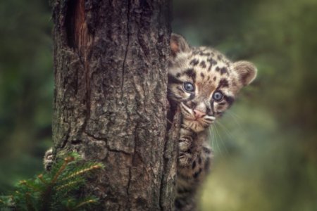 Фотографии из мира животных, которые заставляют задуматься